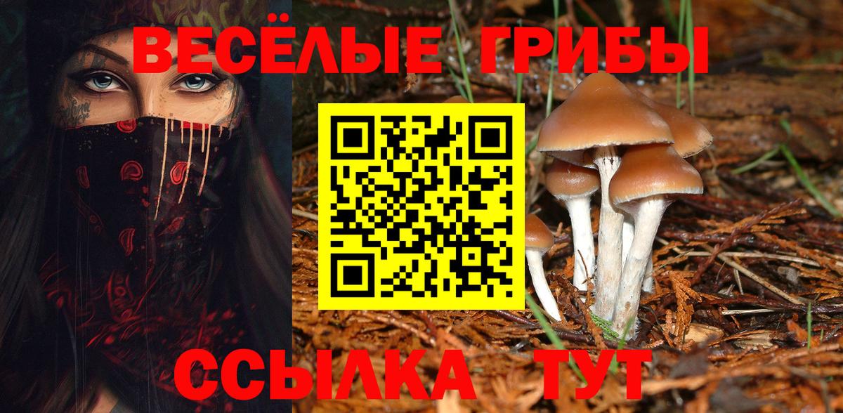 Галлюциногенные грибы Psilocybe Аша